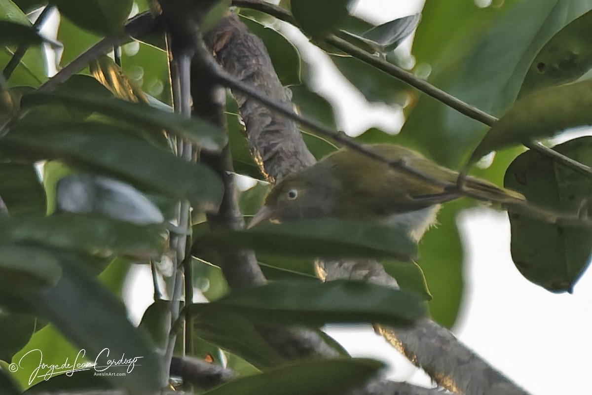 Gray-chested Greenlet - ML646774496