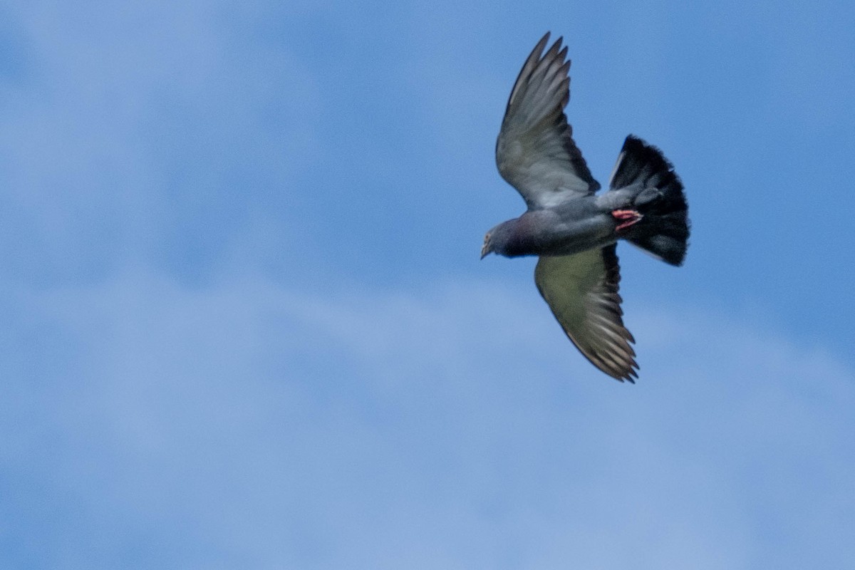 Rock Pigeon (Feral Pigeon) - ML646774497