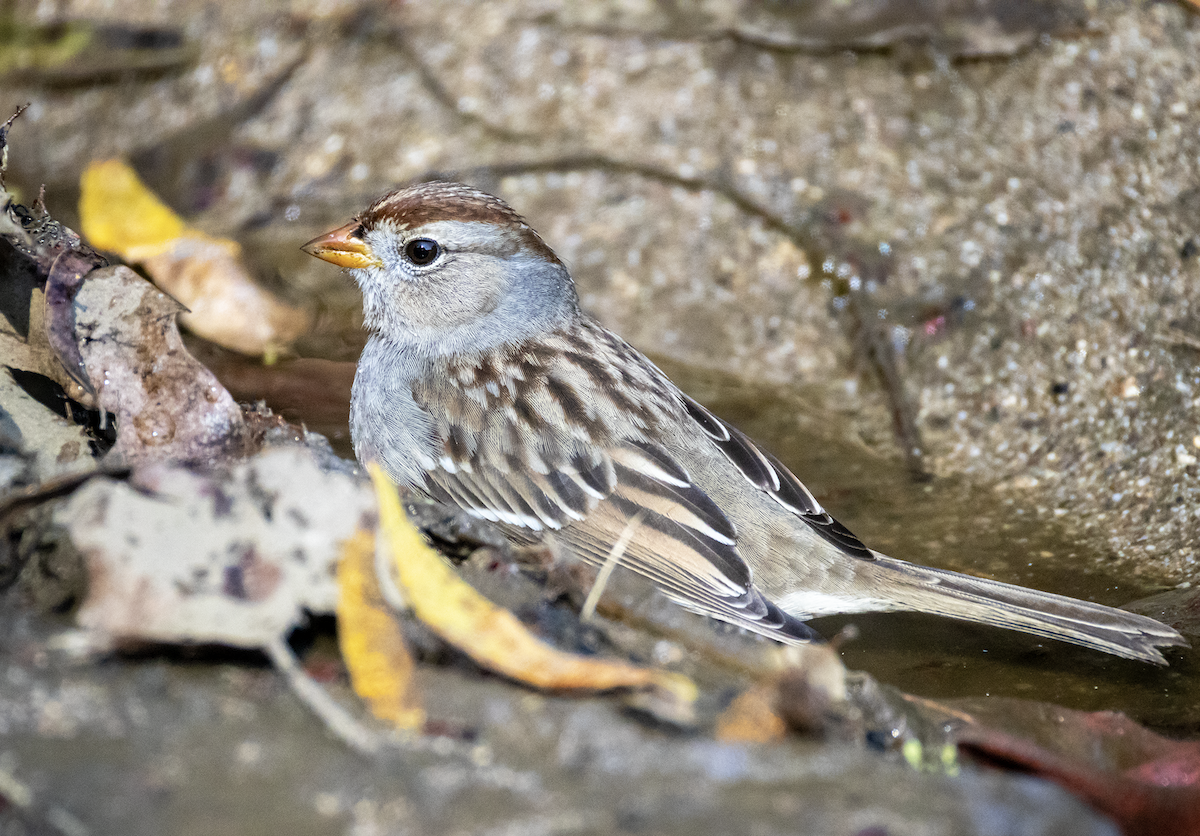 White-crowned Sparrow - ML646774498