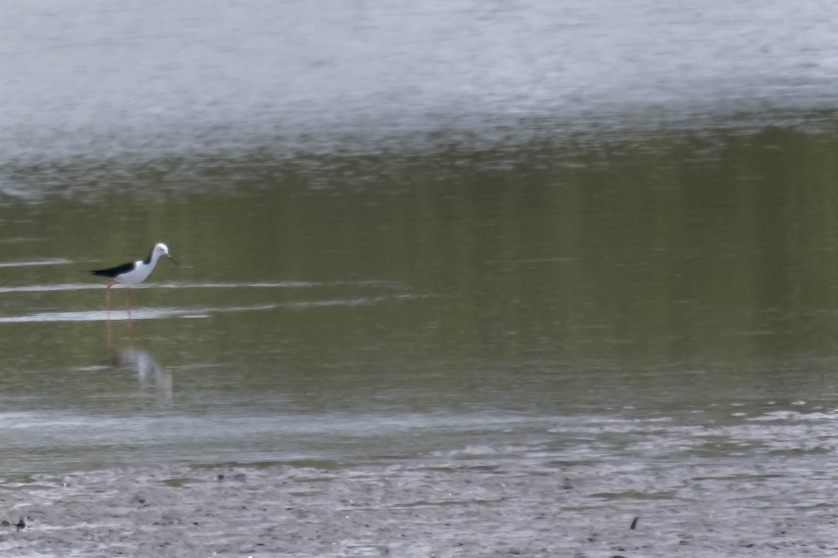 Pied Stilt - ML646774499