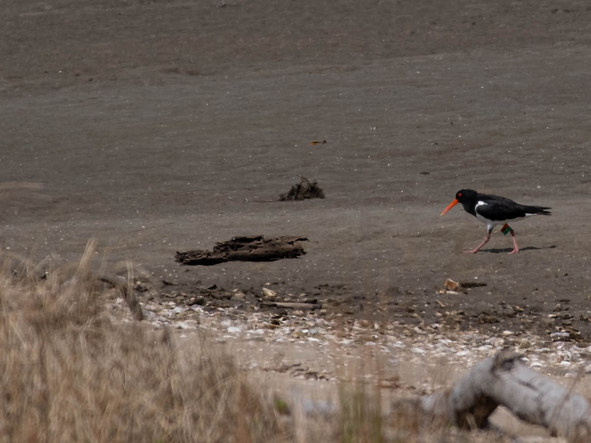 Pied Oystercatcher - ML646774504