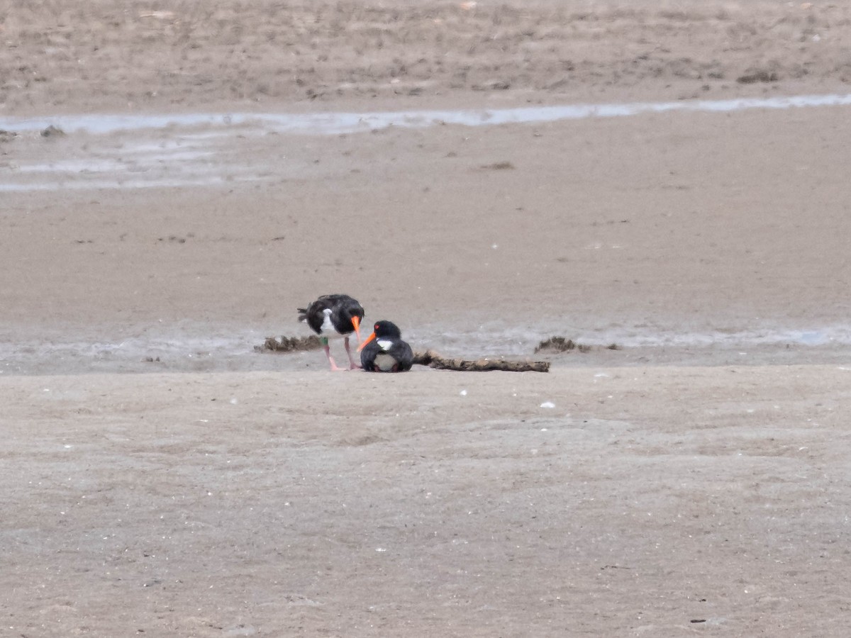 Pied Oystercatcher - ML646774505