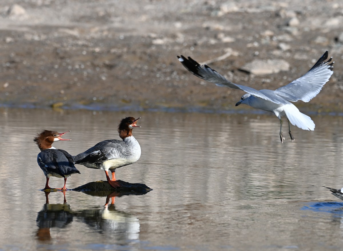 Zerra handia (iparramerikarra) - ML646774506