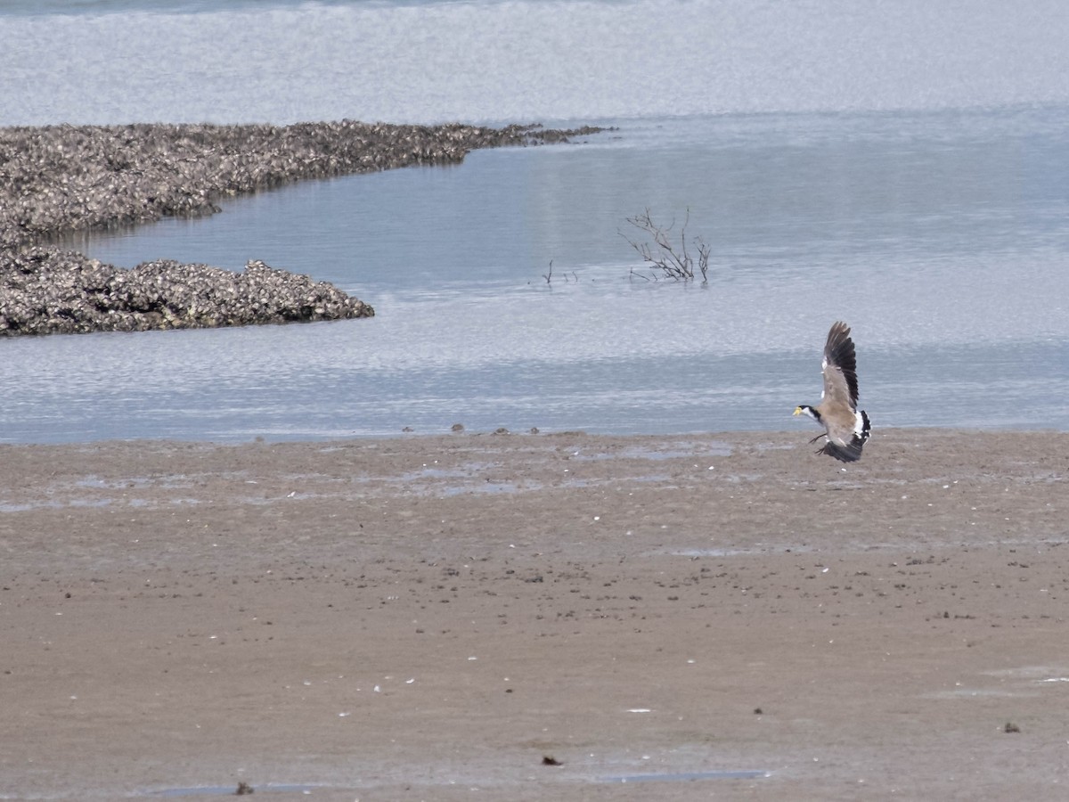 Masked Lapwing - ML646774508