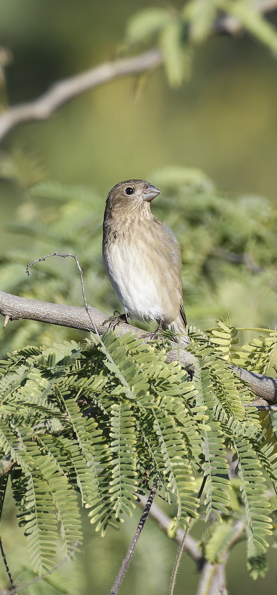 Common Rosefinch - ML646774509