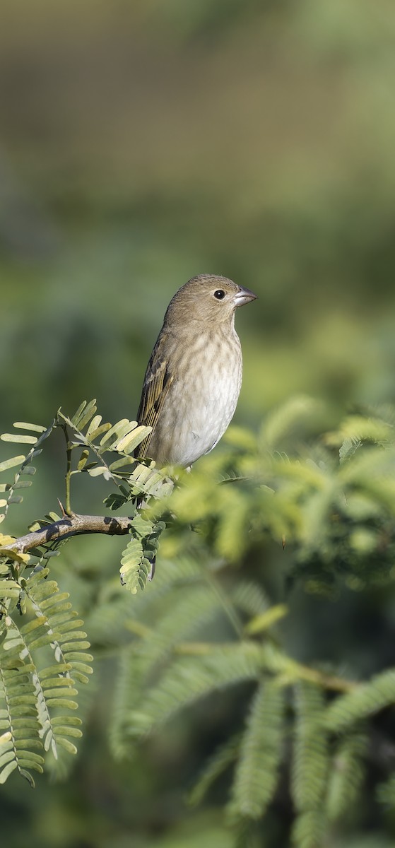 Common Rosefinch - ML646774510
