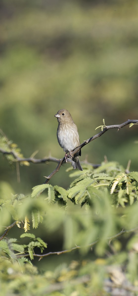 Common Rosefinch - ML646774511