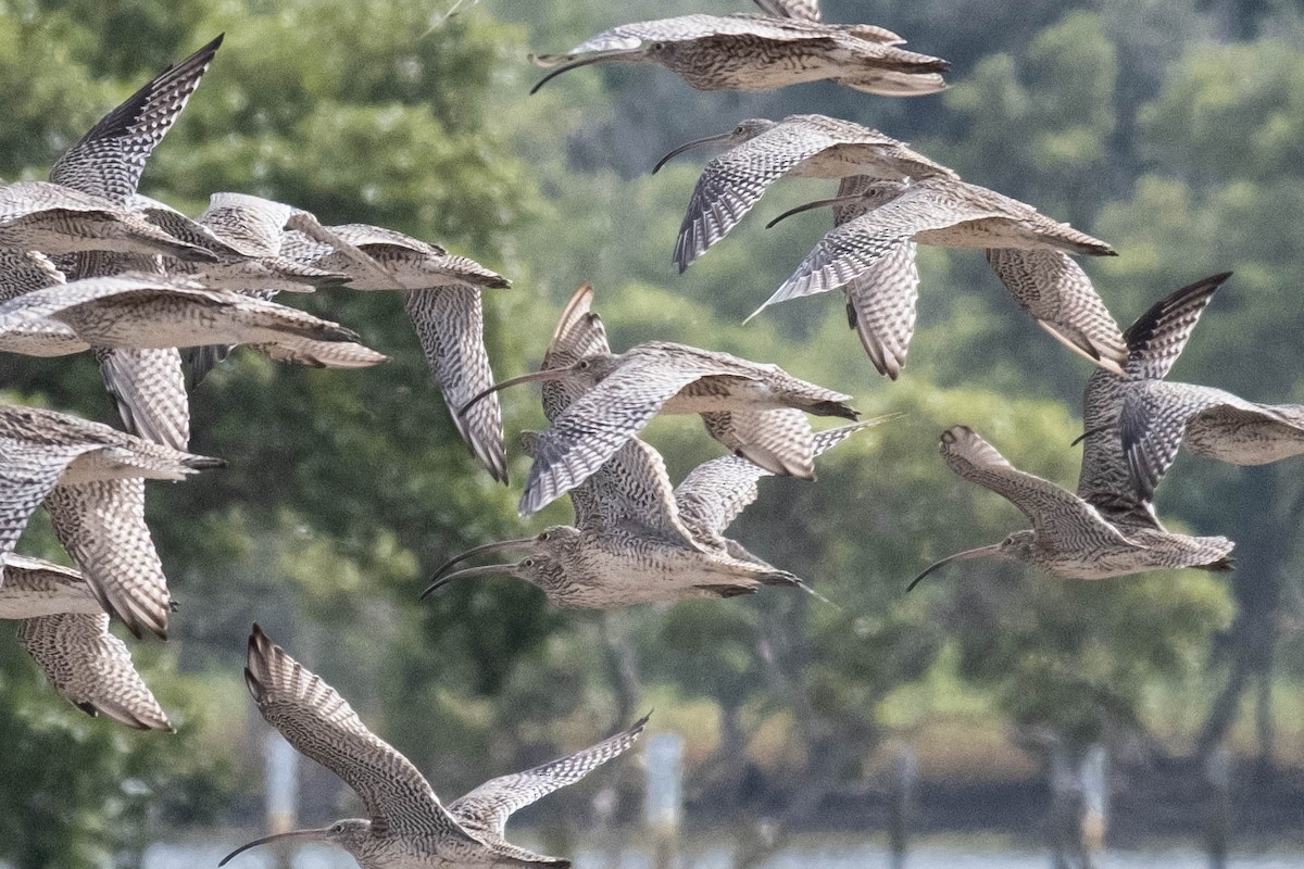 Far Eastern Curlew - ML646774513