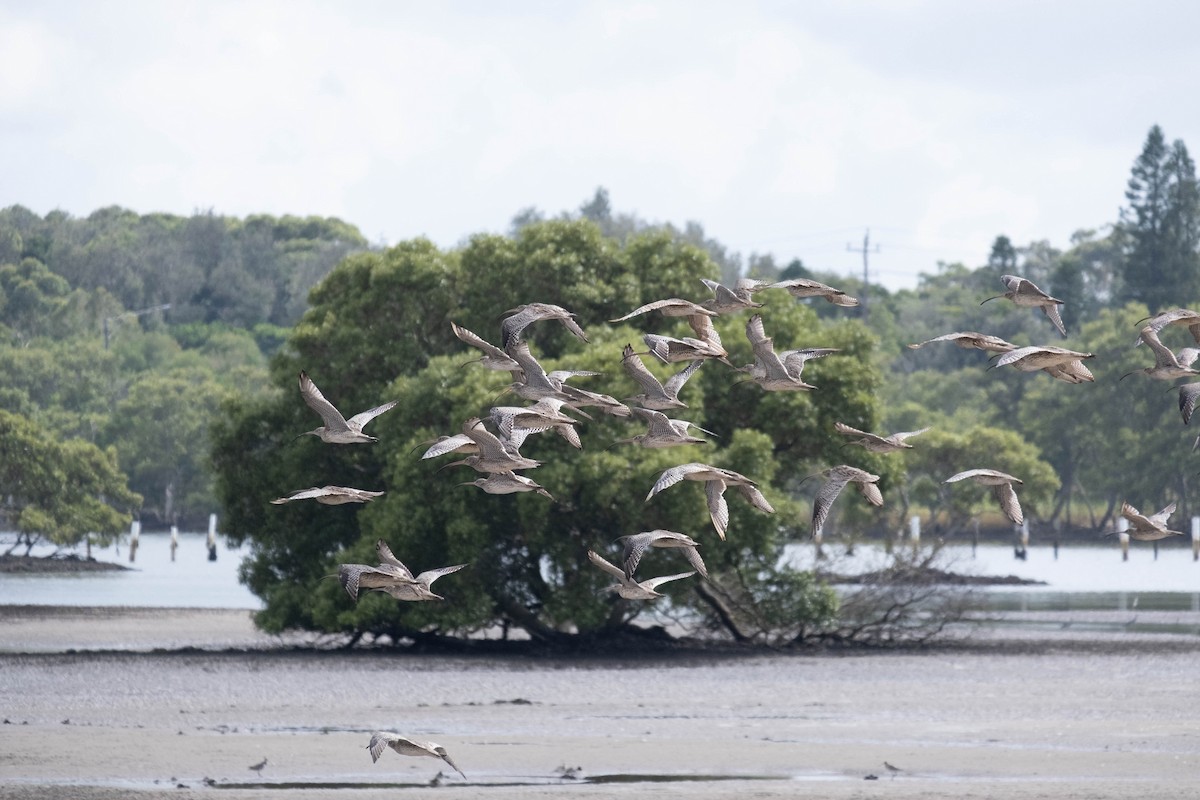 Far Eastern Curlew - ML646774514