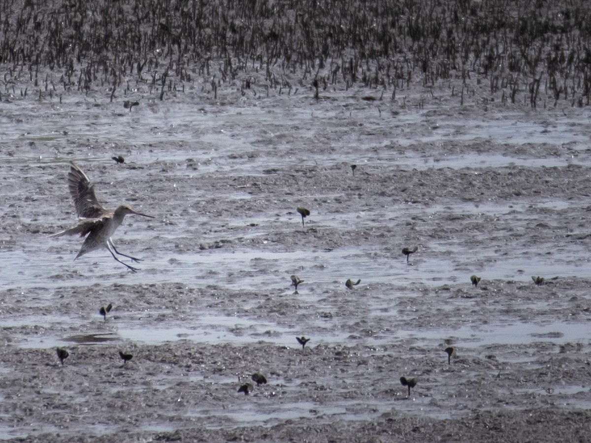 Bar-tailed Godwit - ML646774516