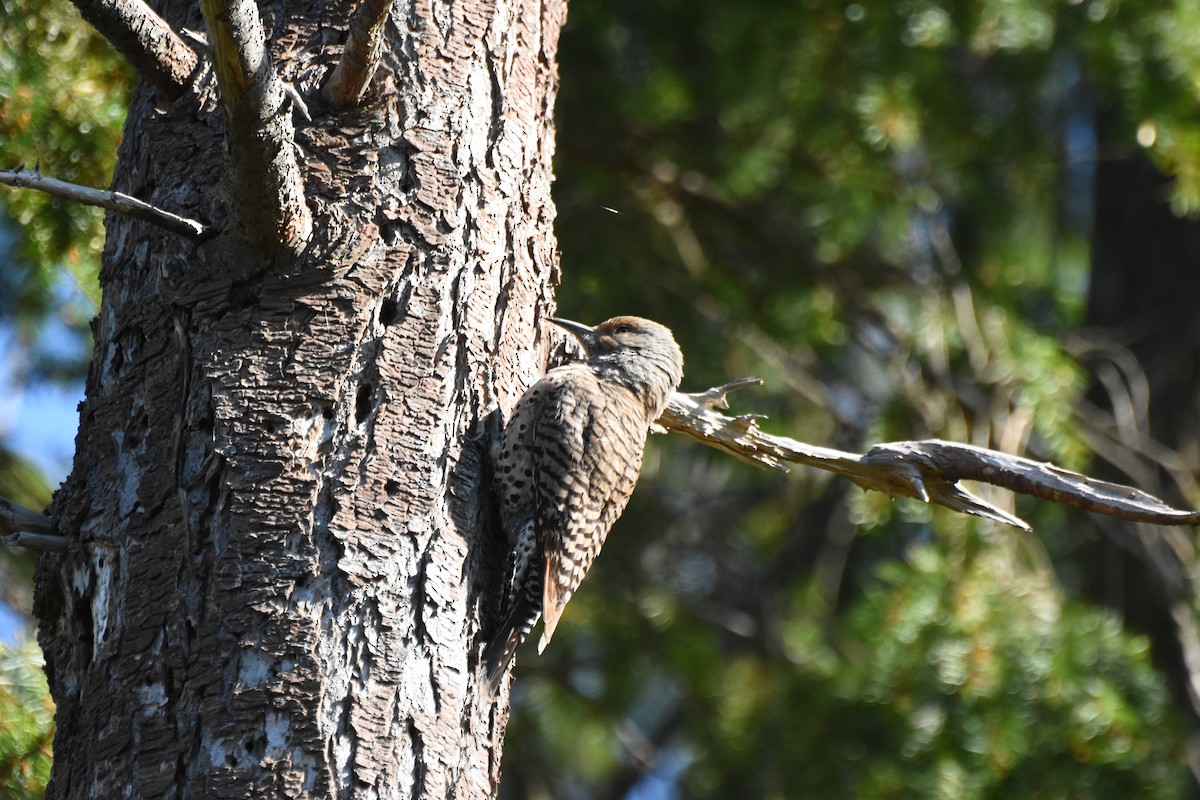 Northern Flicker - ML646774518