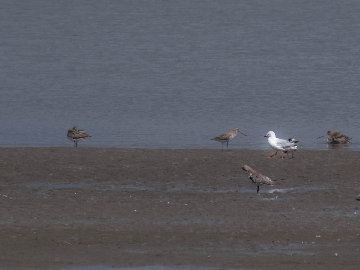 Silver Gull - ML646774519