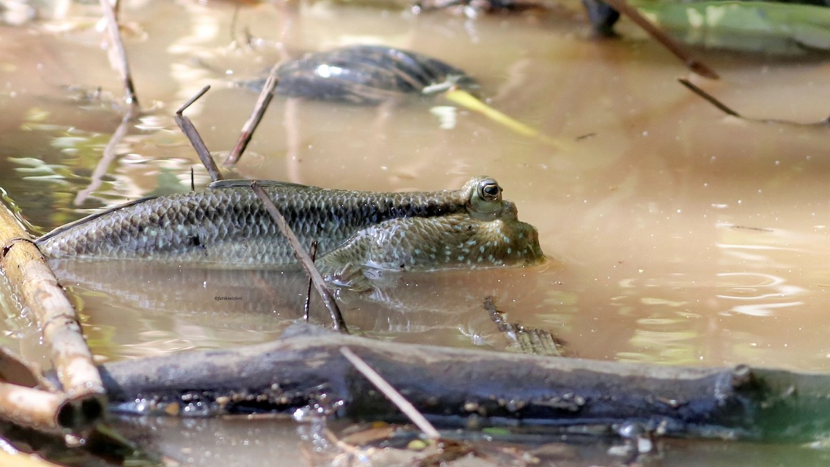 Giant Mudskipper - ML646774520