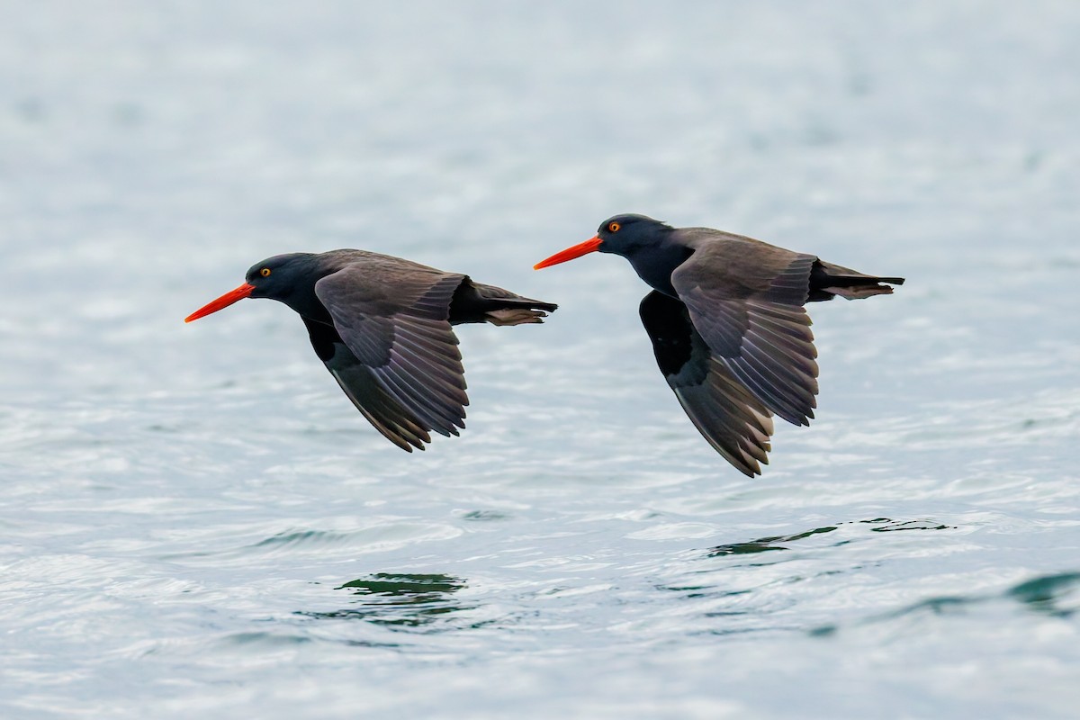 amerikasvarttjeld - ML646774522