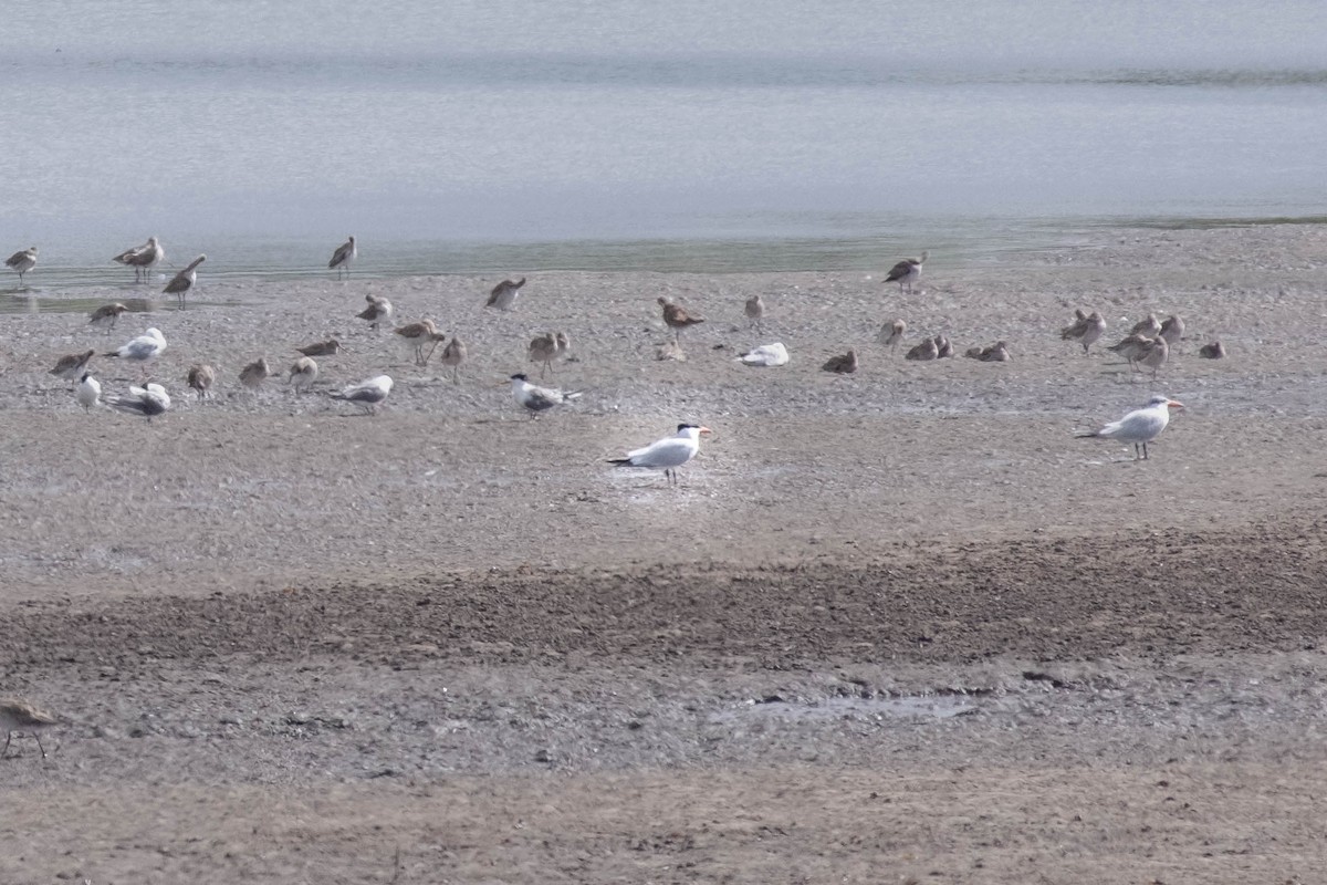 Great Crested Tern - ML646774524
