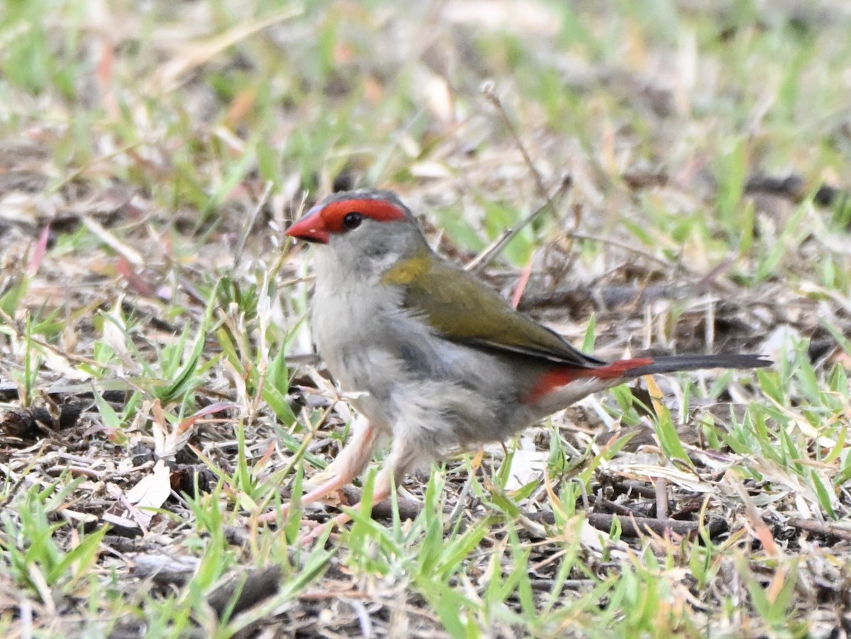 Red-browed Firetail - ML646774525