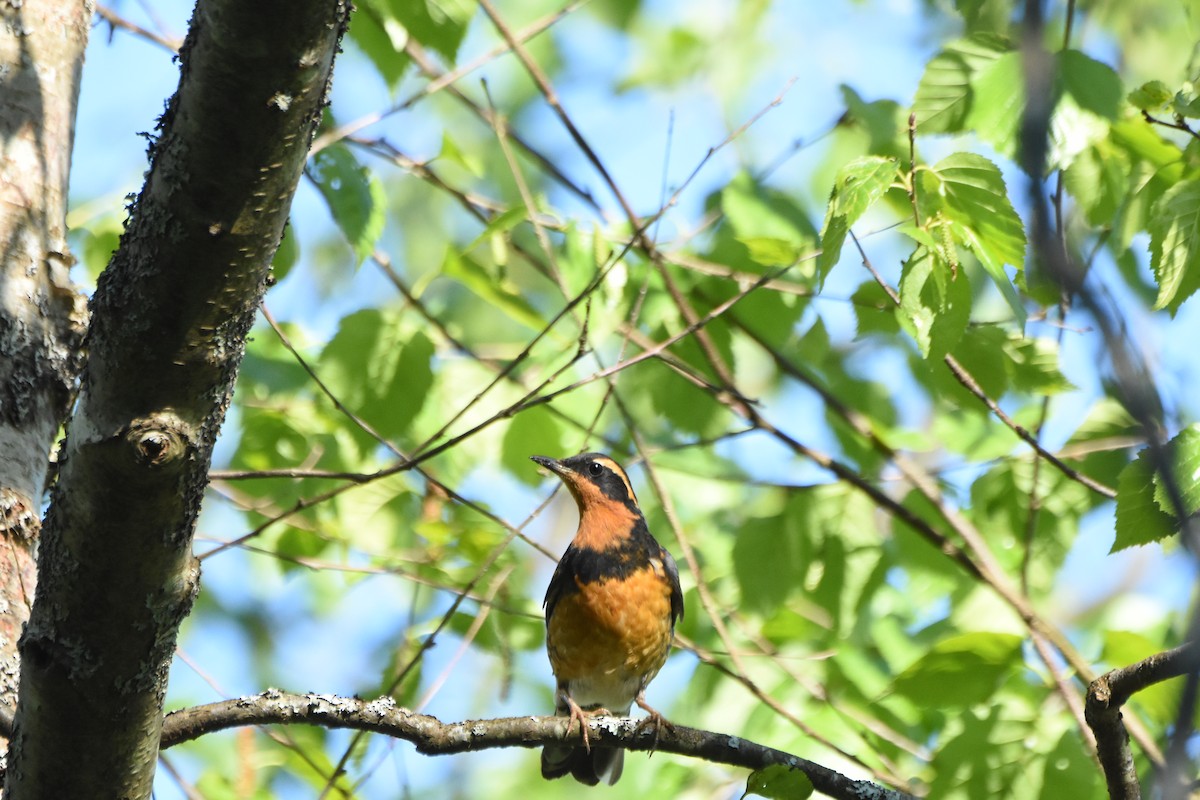 Varied Thrush - ML646774526