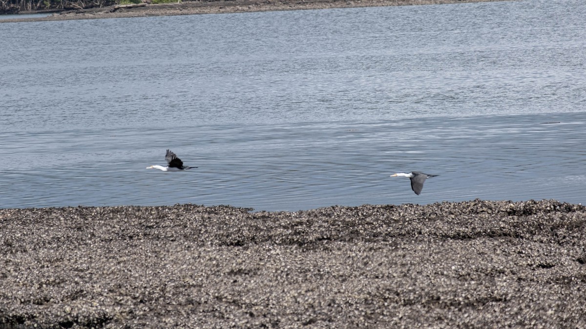 Pied Cormorant - ML646774527