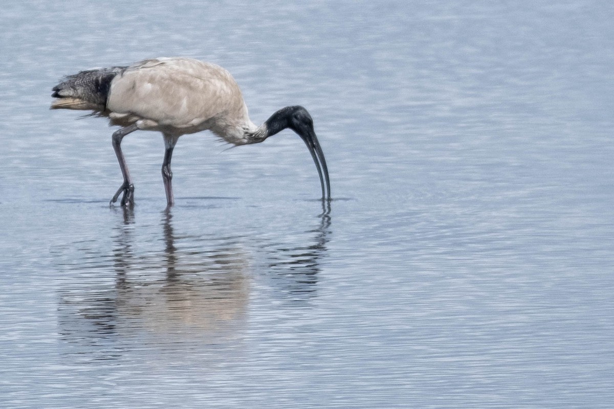 Australian Ibis - ML646774528