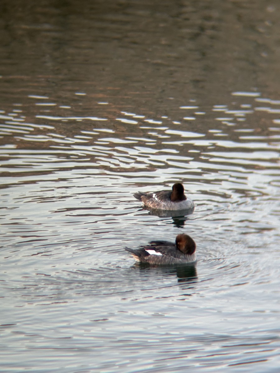 Common Goldeneye - ML646774529