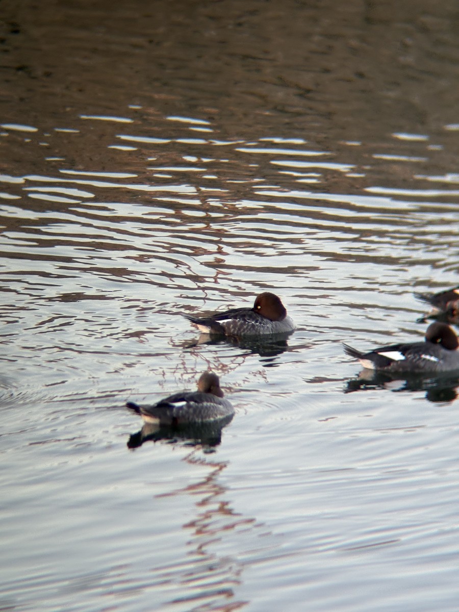 Common Goldeneye - ML646774530