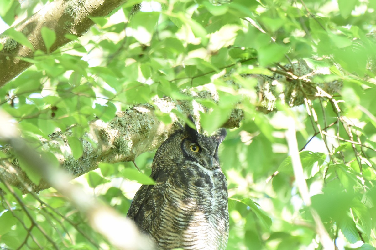 Great Horned Owl - ML646774531