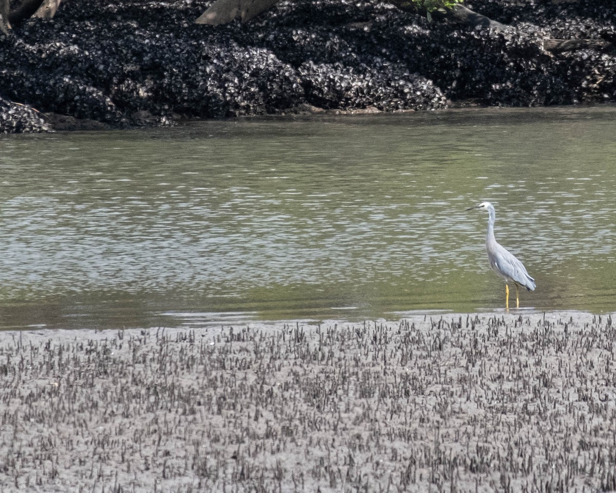 White-faced Heron - ML646774532