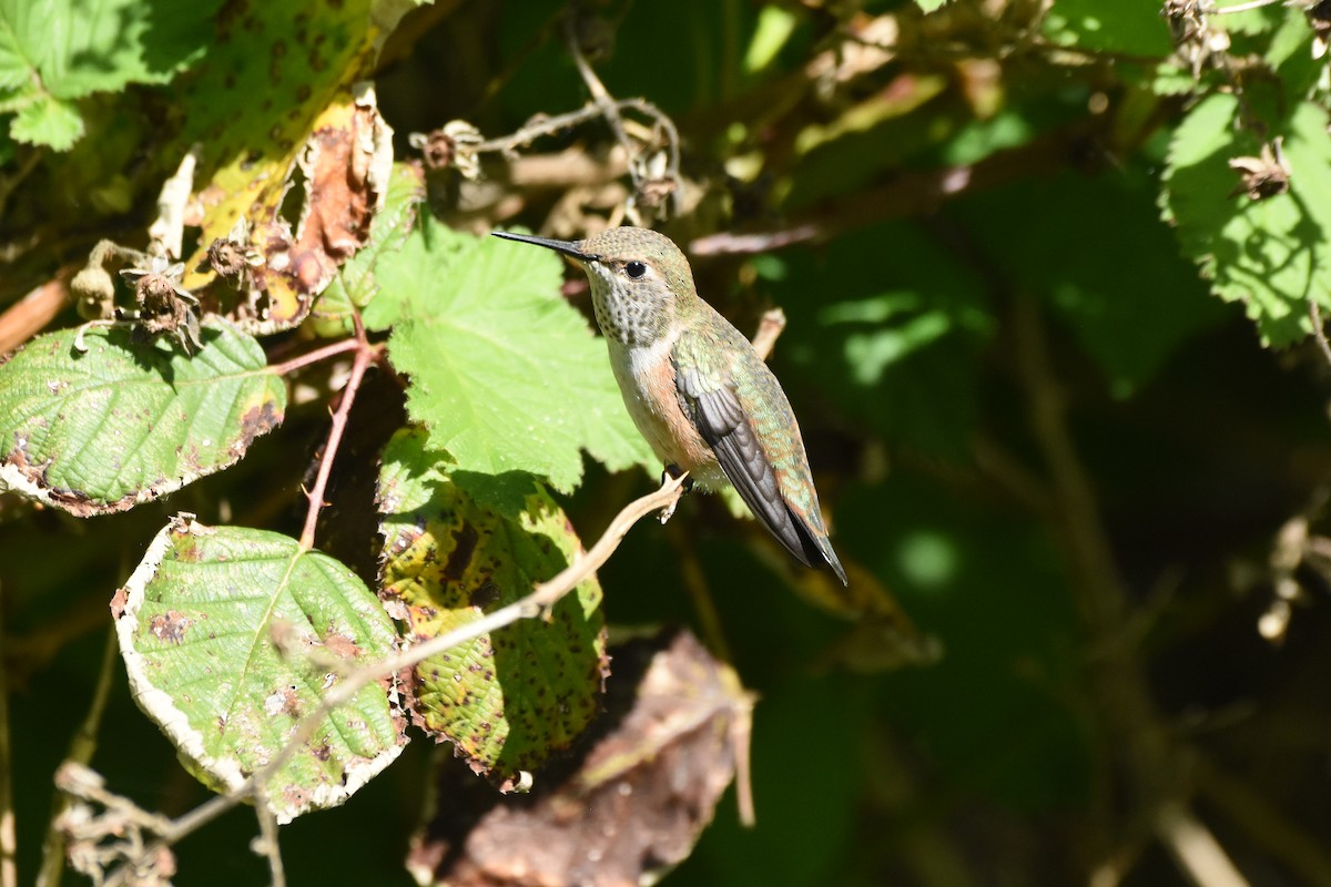 Rufous Hummingbird - ML646774533