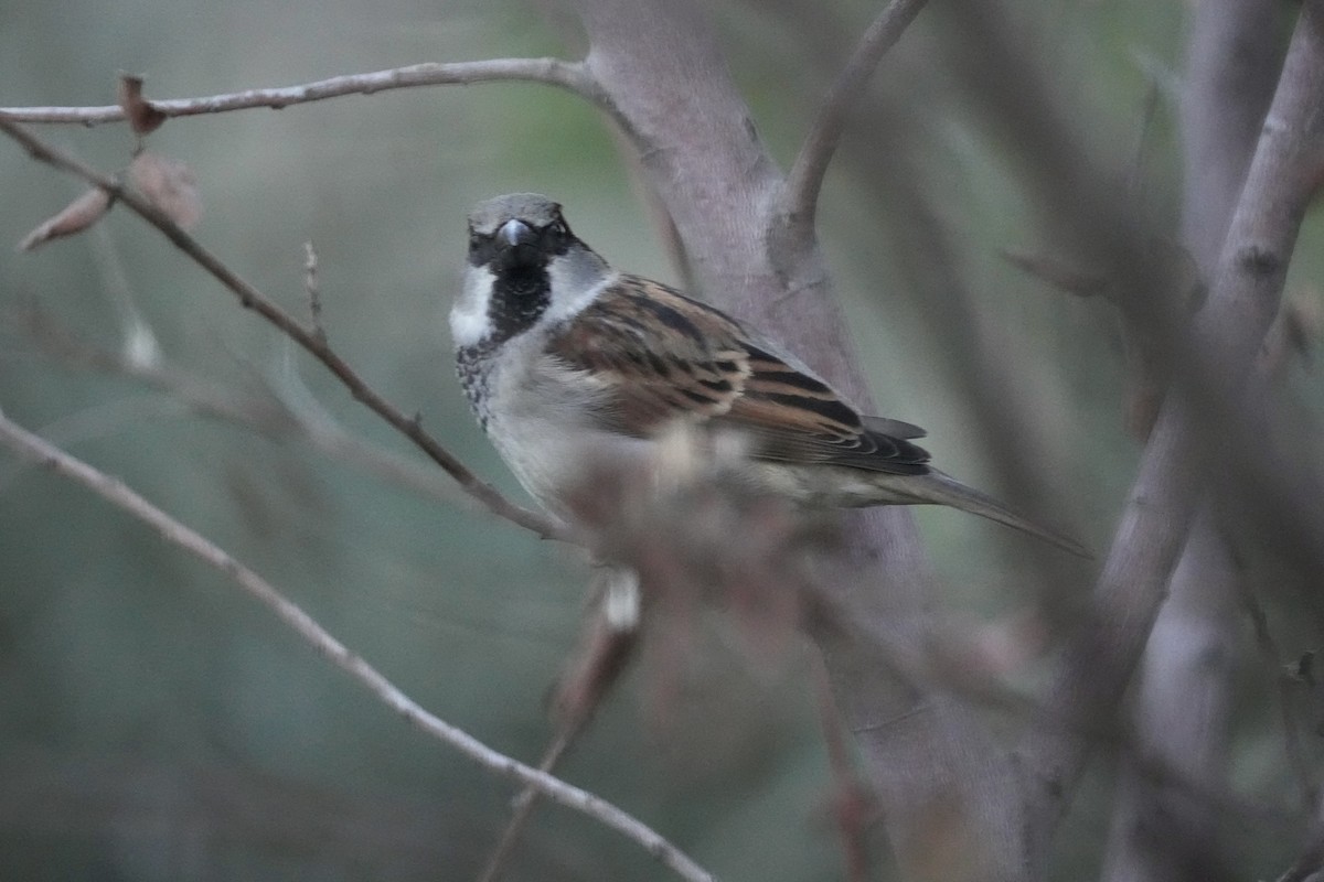 דרור הבית - ML646774535