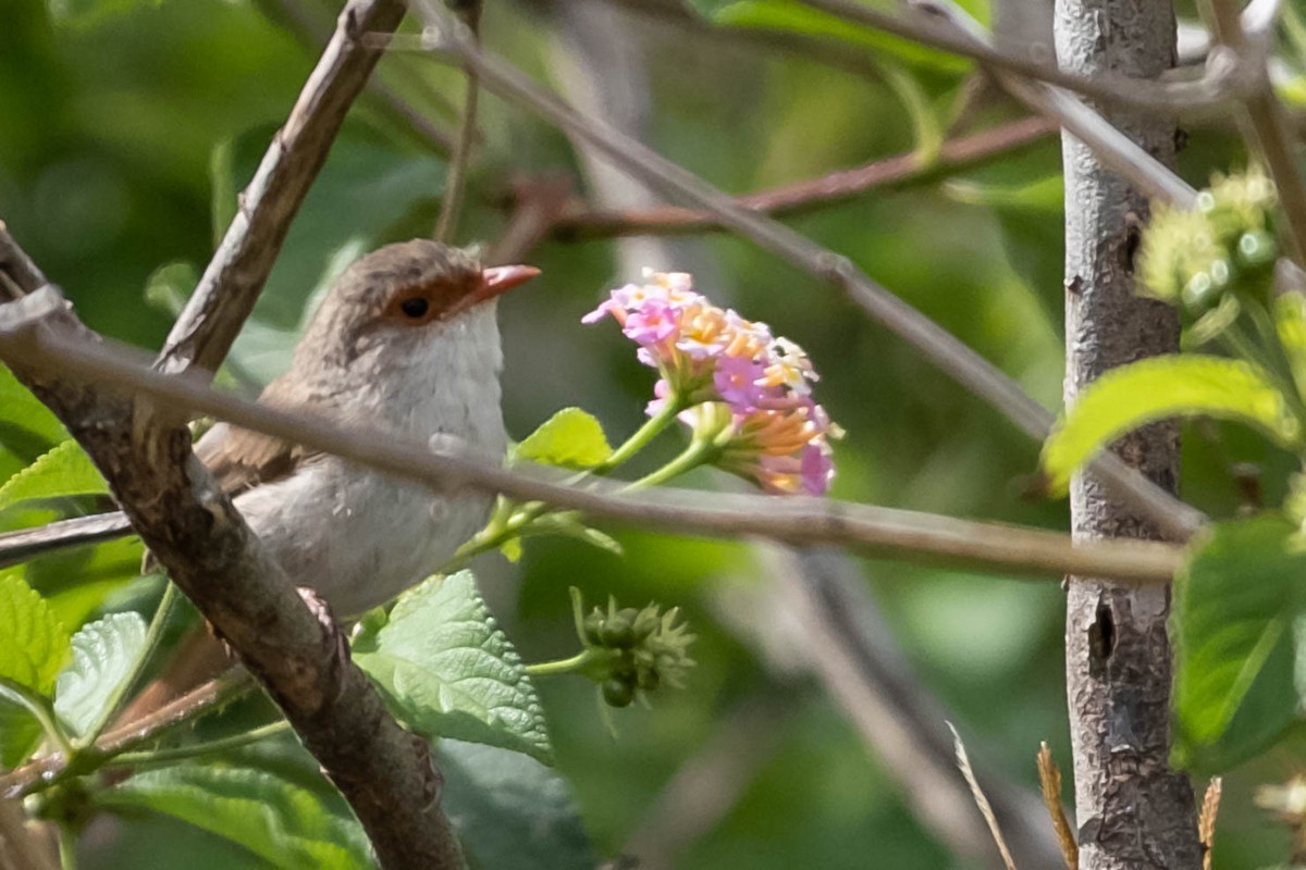 Superb Fairywren - ML646774537