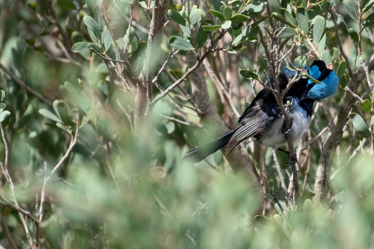 Superb Fairywren - ML646774538