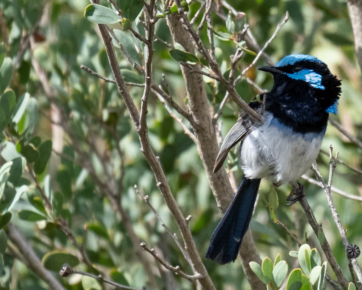 Superb Fairywren - ML646774539