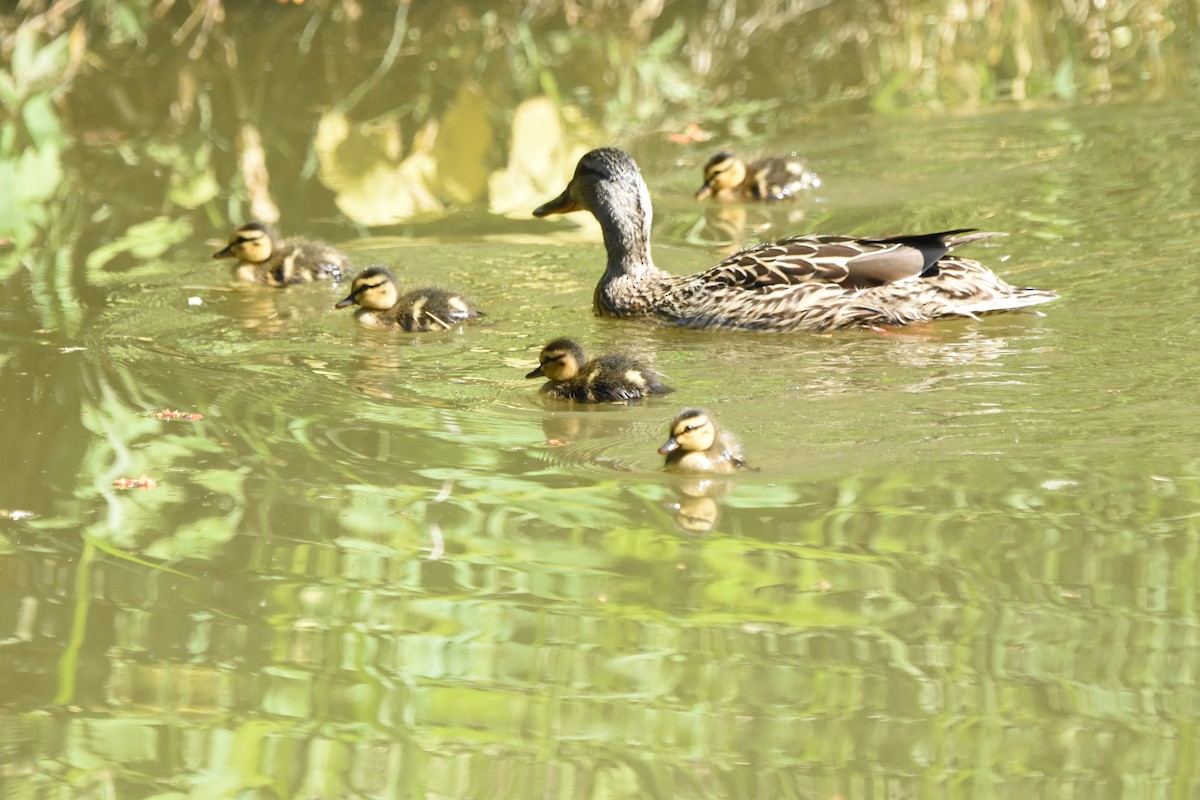 Mallard - ML646774541