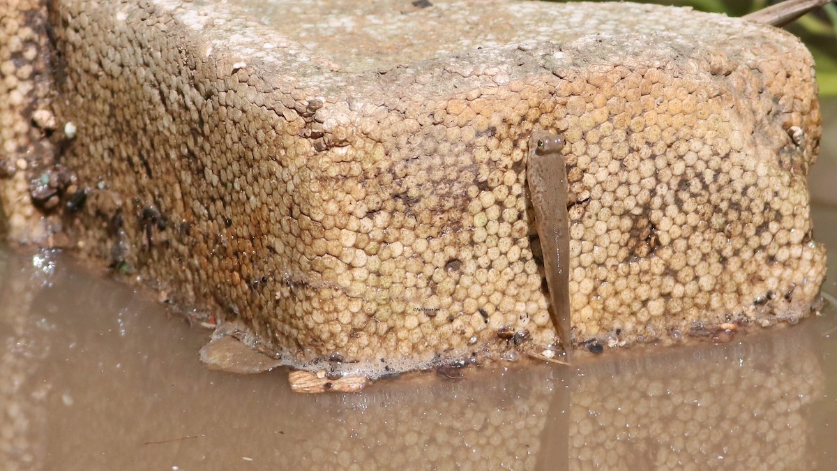 Giant Mudskipper - ML646774543