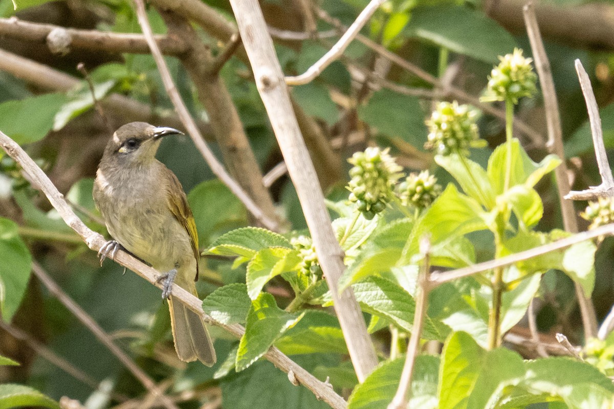 Brown Honeyeater - ML646774545