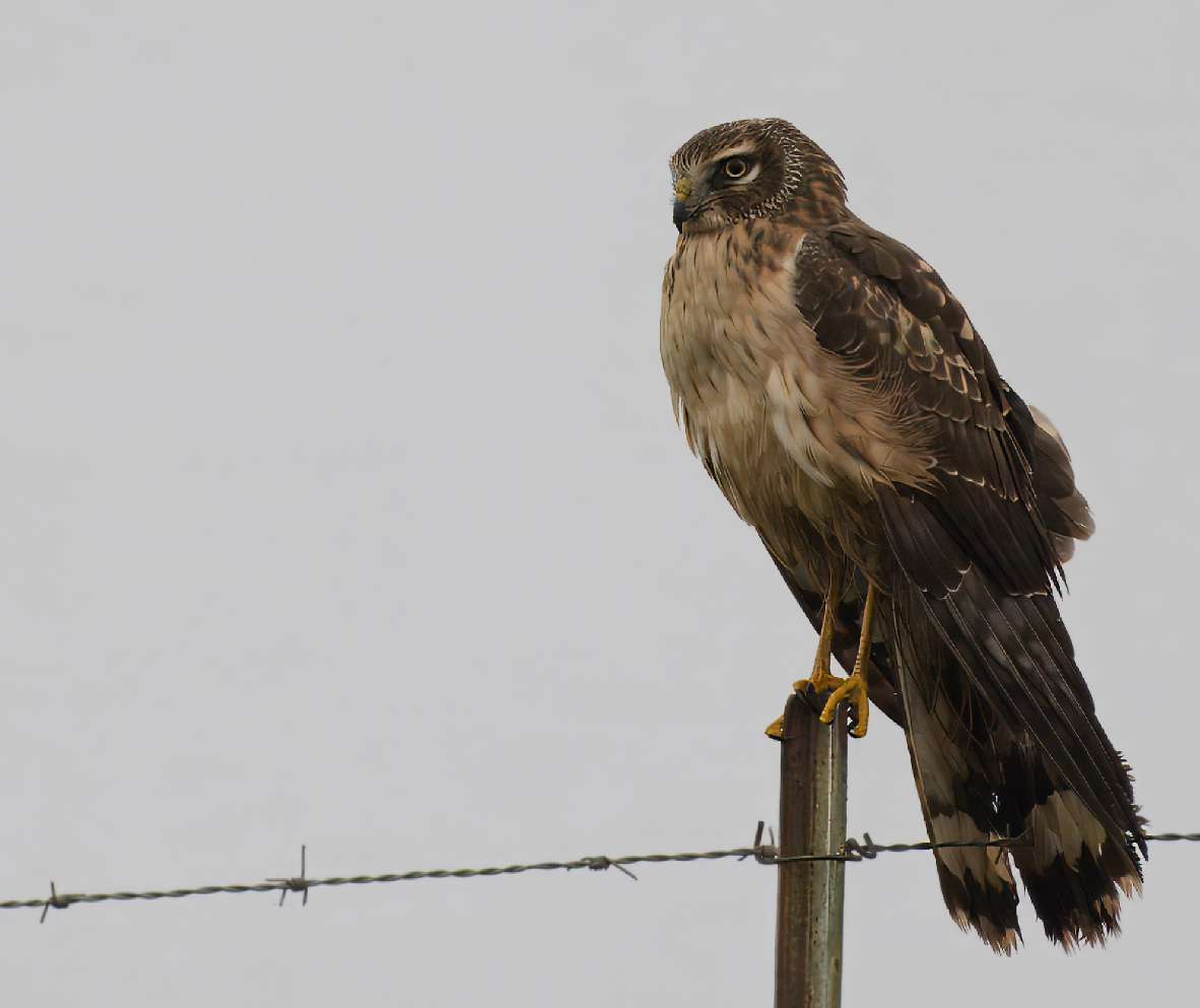 アメリカハイイロチュウヒ - ML646774547