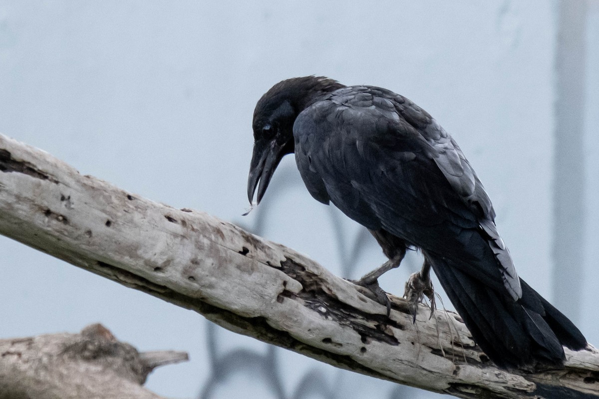 Torresian Crow - ML646774548