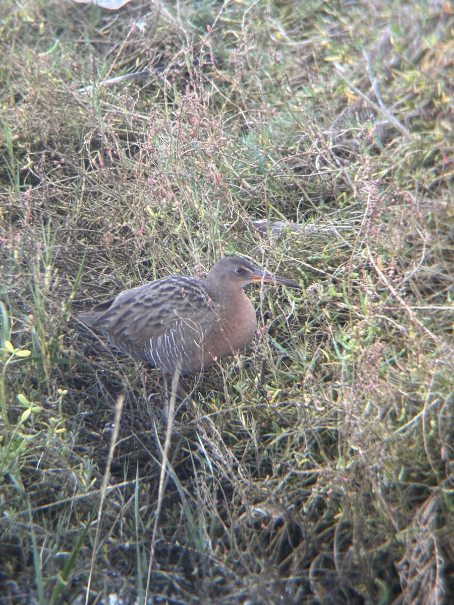 Ridgway's Rail - ML646774549