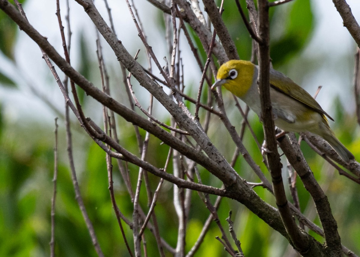 Silvereye - ML646774551