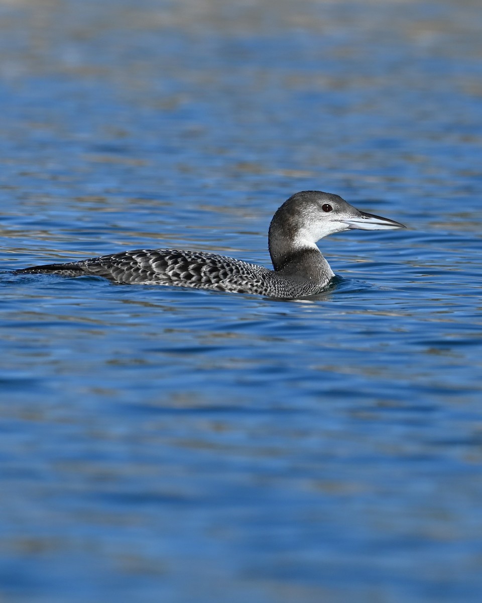 Aliota handia - ML646774552