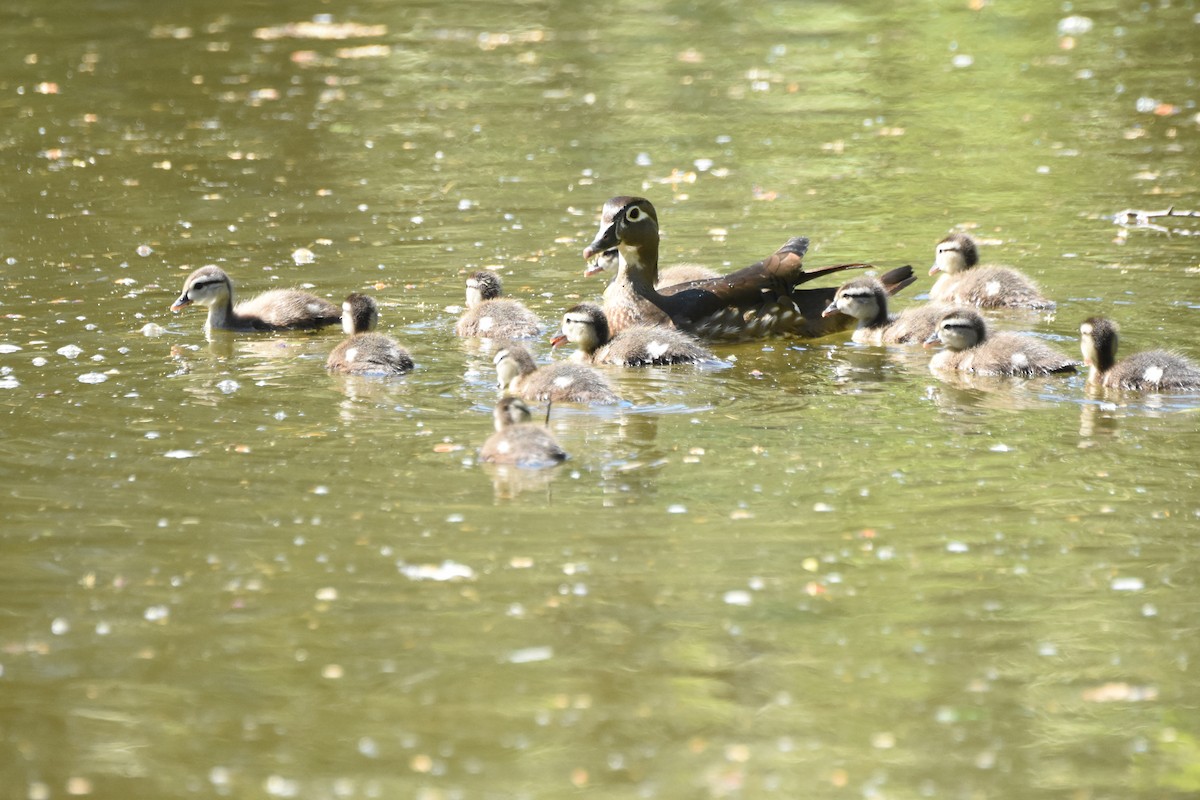 Wood Duck - ML646774554
