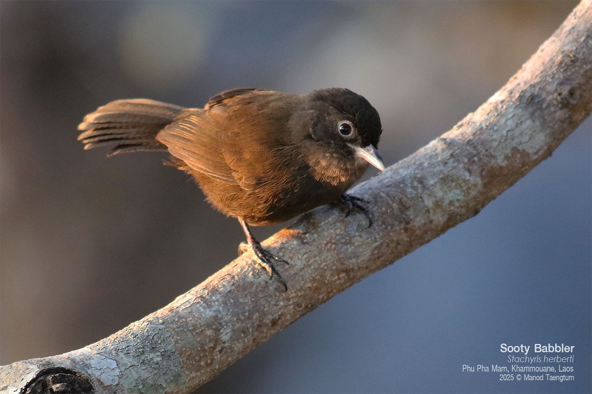 Sooty Babbler - ML646774563