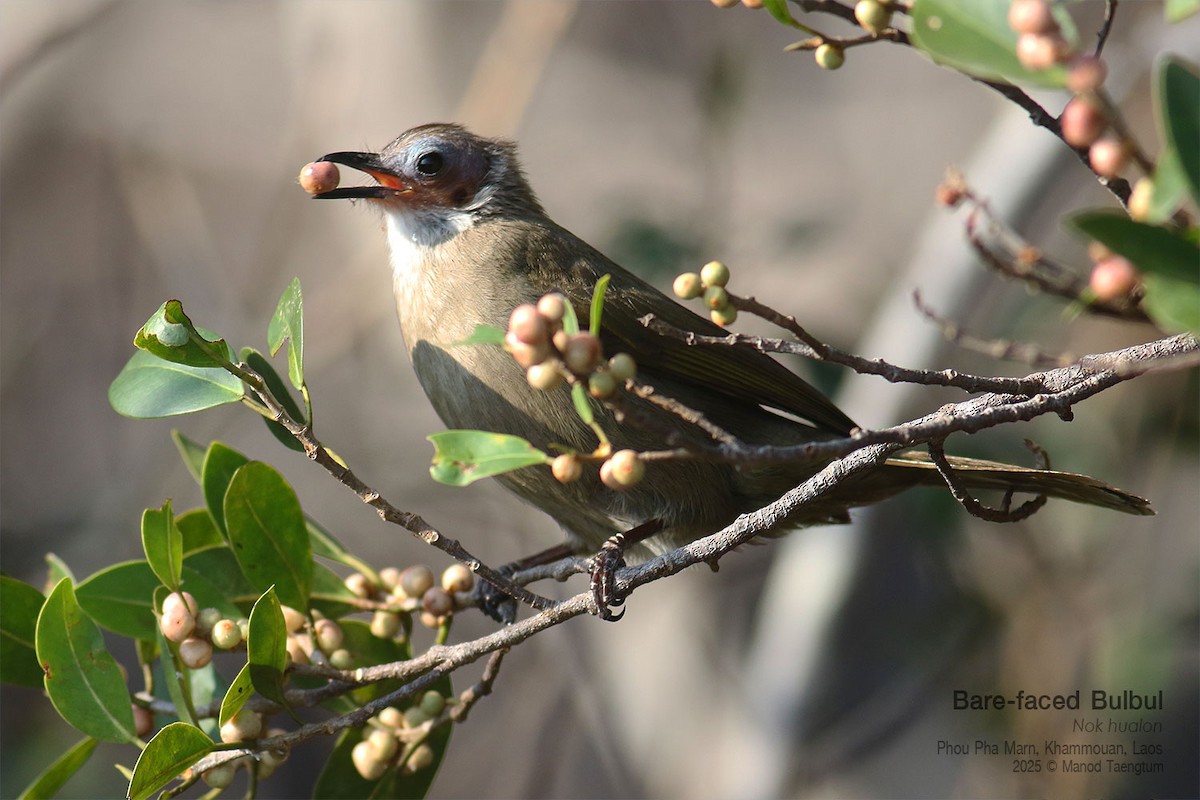 Bare-faced Bulbul - ML646774565