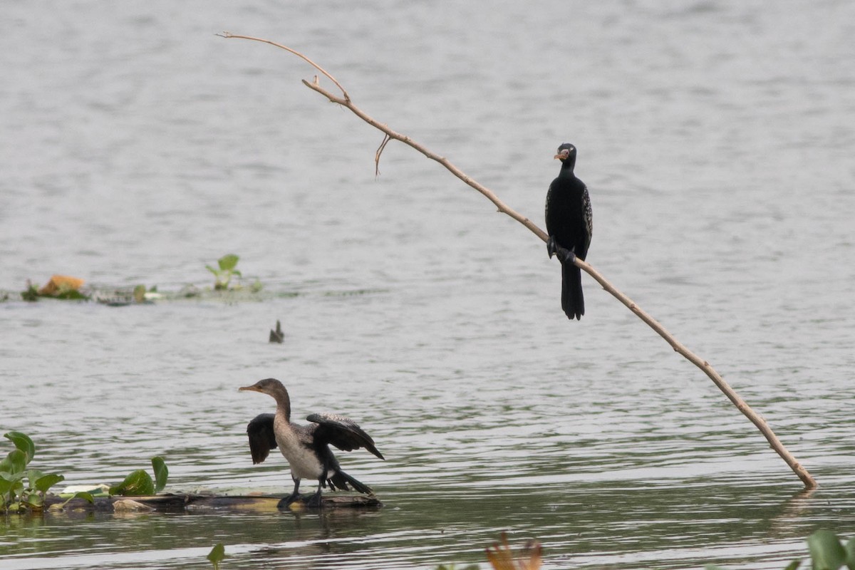 Riedscharbe - ML646774566