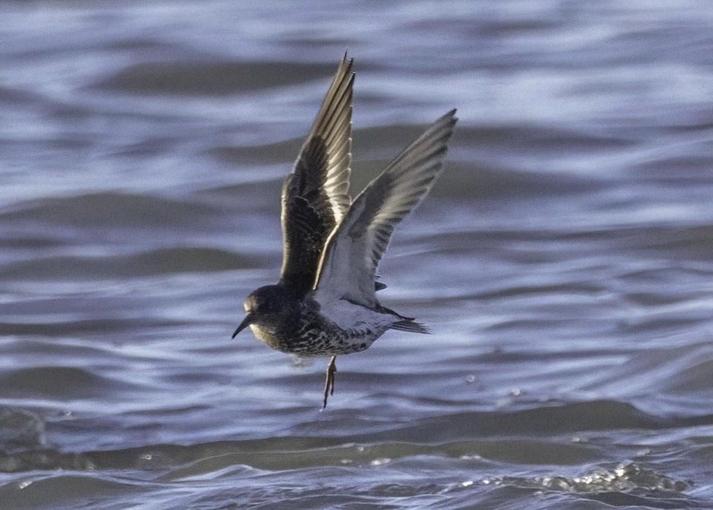 Rock Sandpiper - ML646774570
