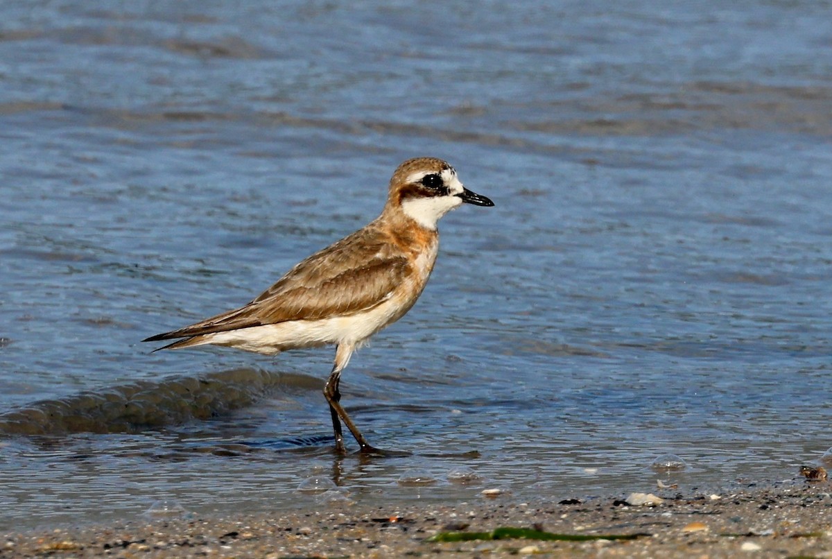 Kolymaregenpfeifer - ML646774579