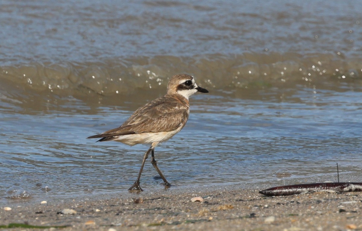 Kolymaregenpfeifer - ML646774581