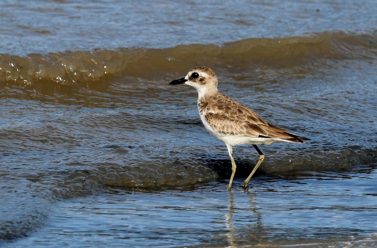 Wüstenregenpfeifer - ML646774583