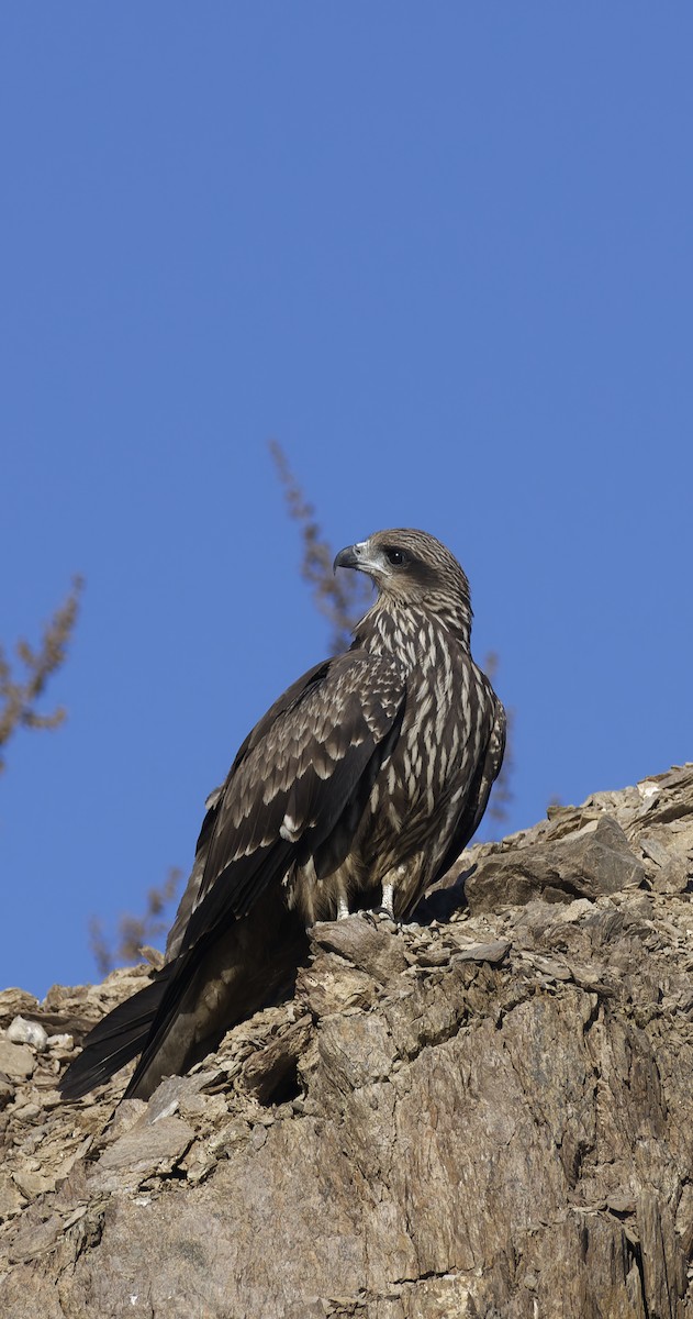 Black Kite (Black-eared) - ML646774584