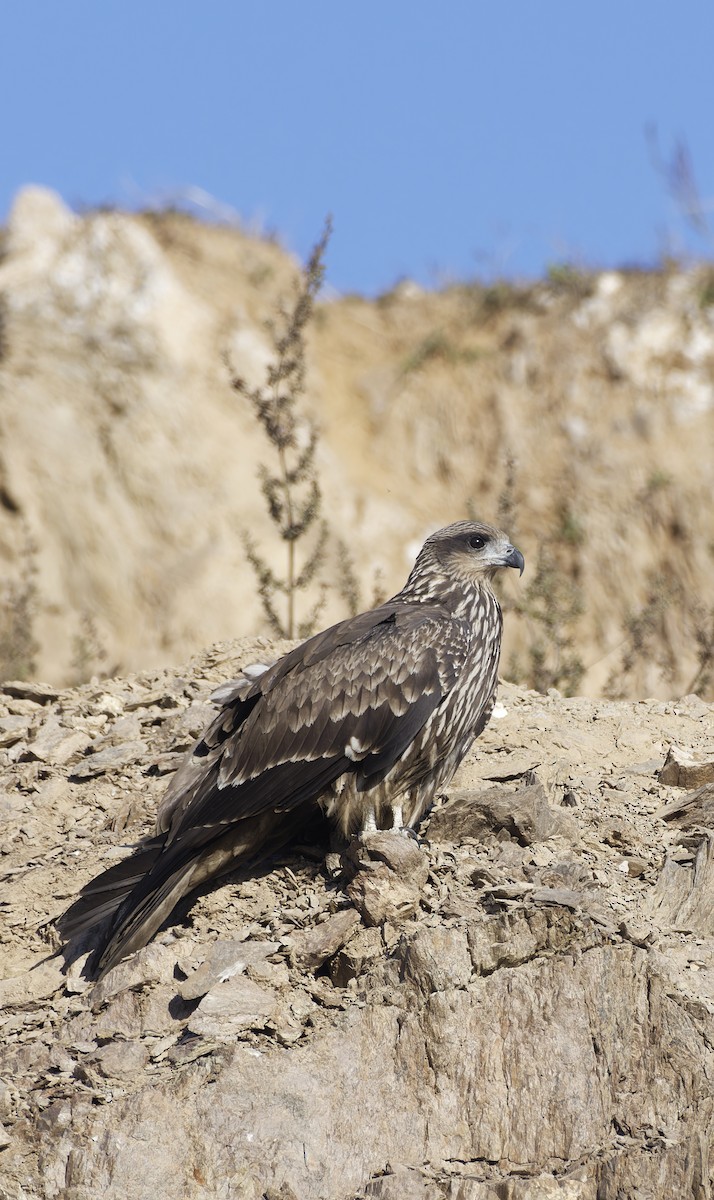 Black Kite (Black-eared) - ML646774585